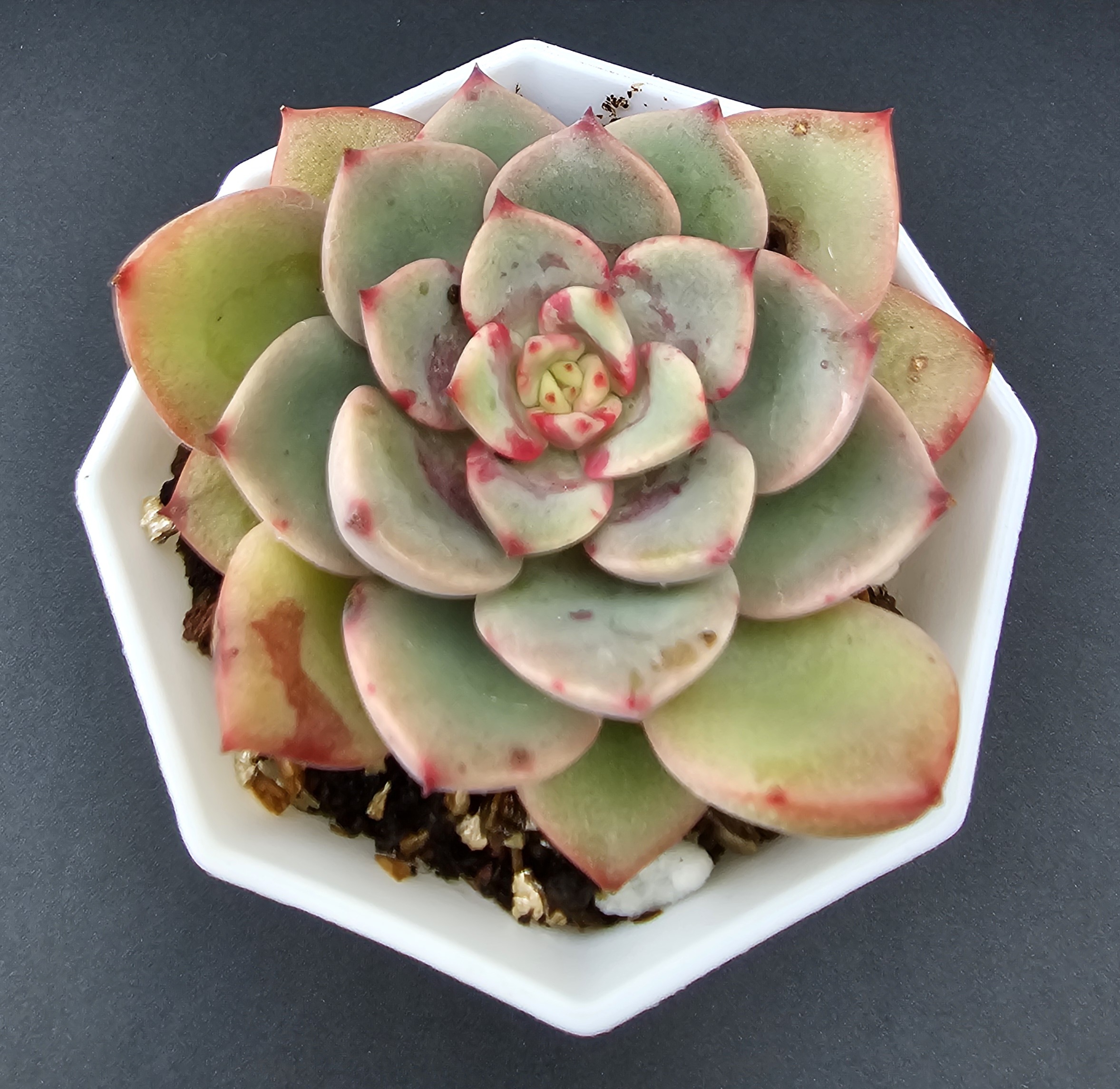 Echeveria 'Salmon' pot 6.5cm – Image 2