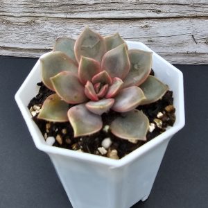 Echeveria 'Mina' pot 7cm