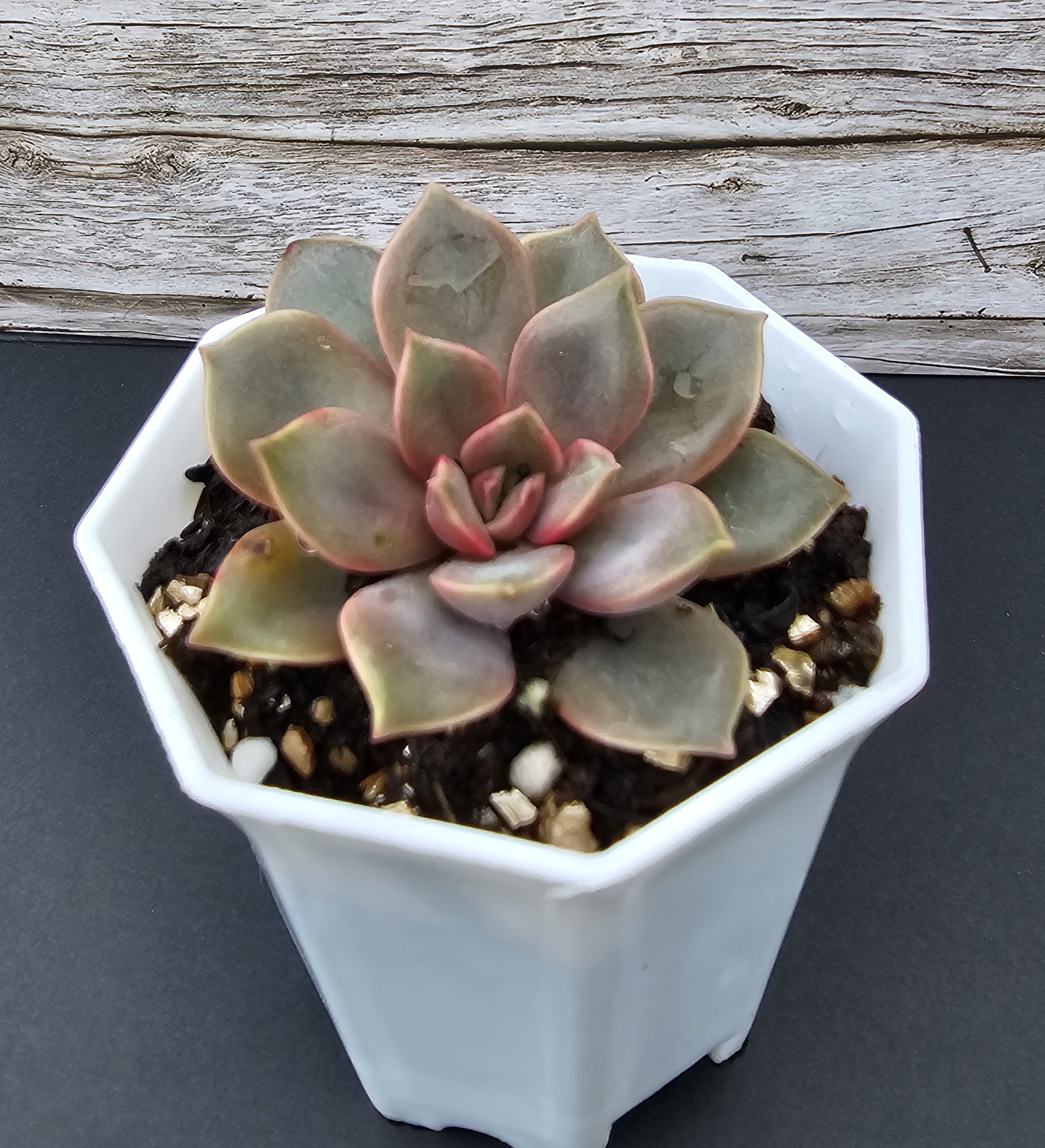 Echeveria 'Mina' pot 7cm