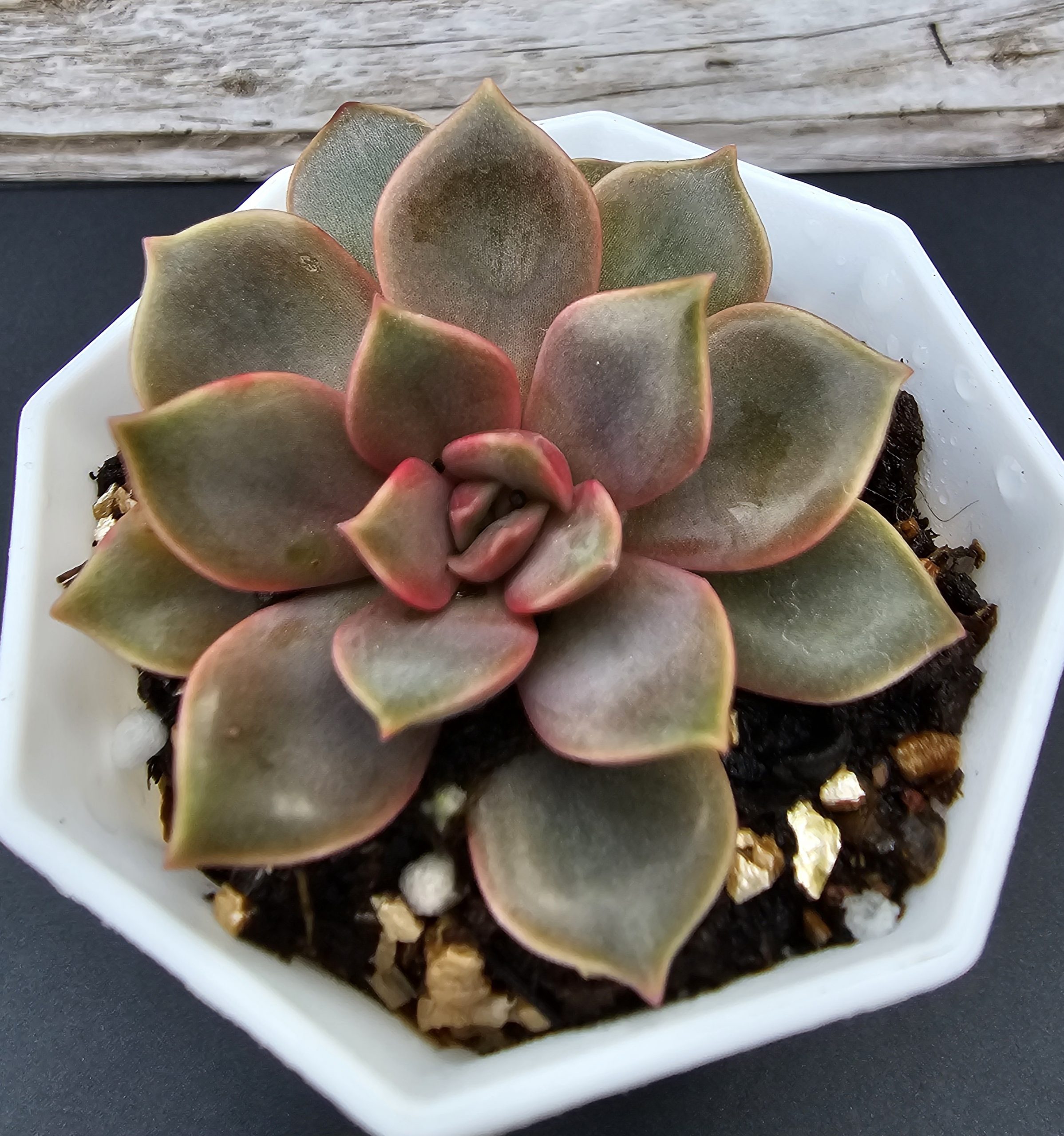 Echeveria 'Mina' pot 7cm – Image 2