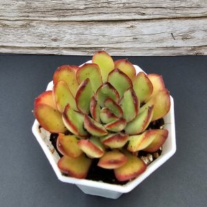 Echeveria 'Magma Perle' pot 6.5cm