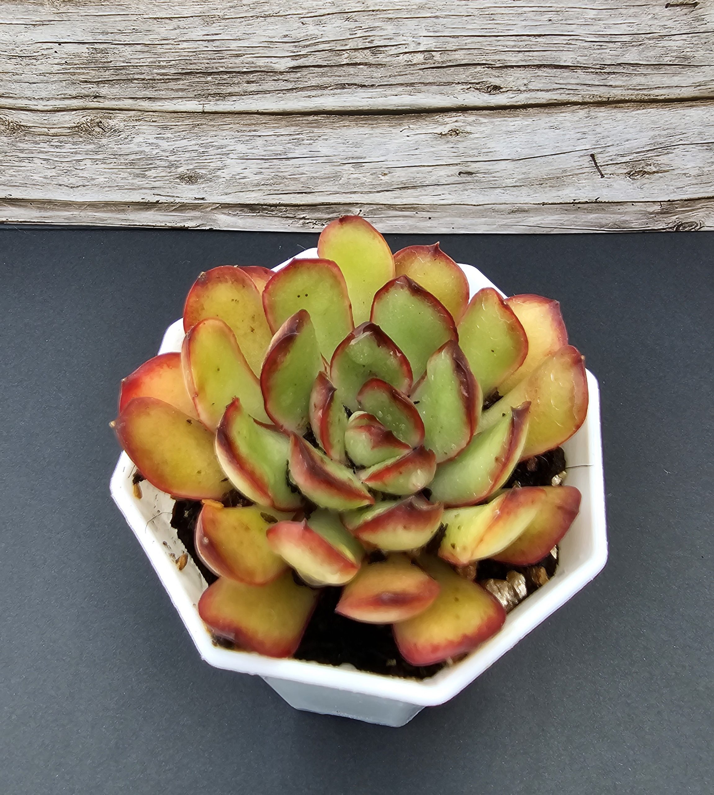 Echeveria 'Magma Perle' pot 6.5cm