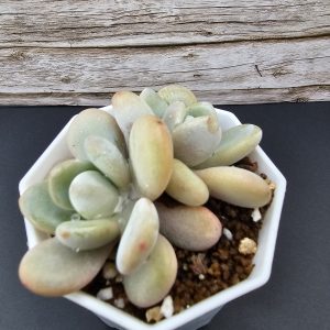 Echeveria 'Laon' pot 6.5cm