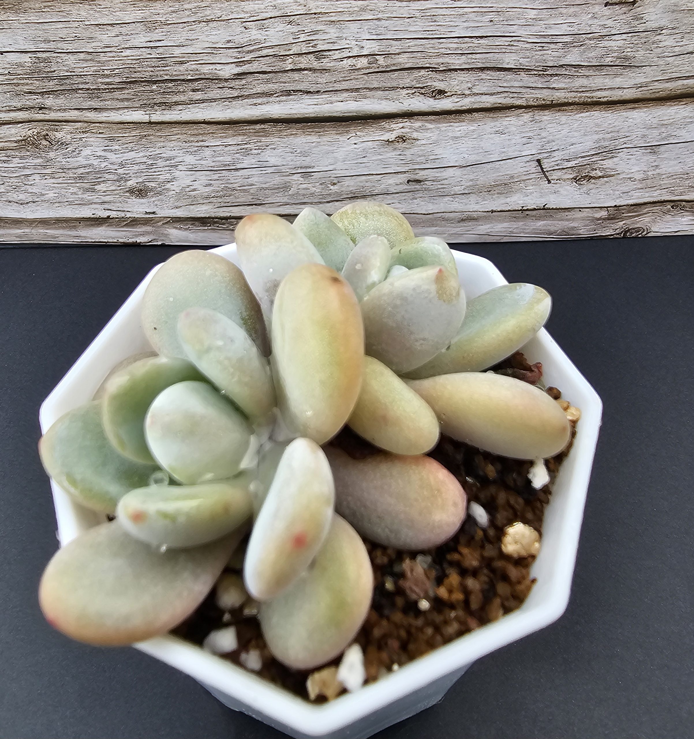 Echeveria 'Laon' pot 6.5cm