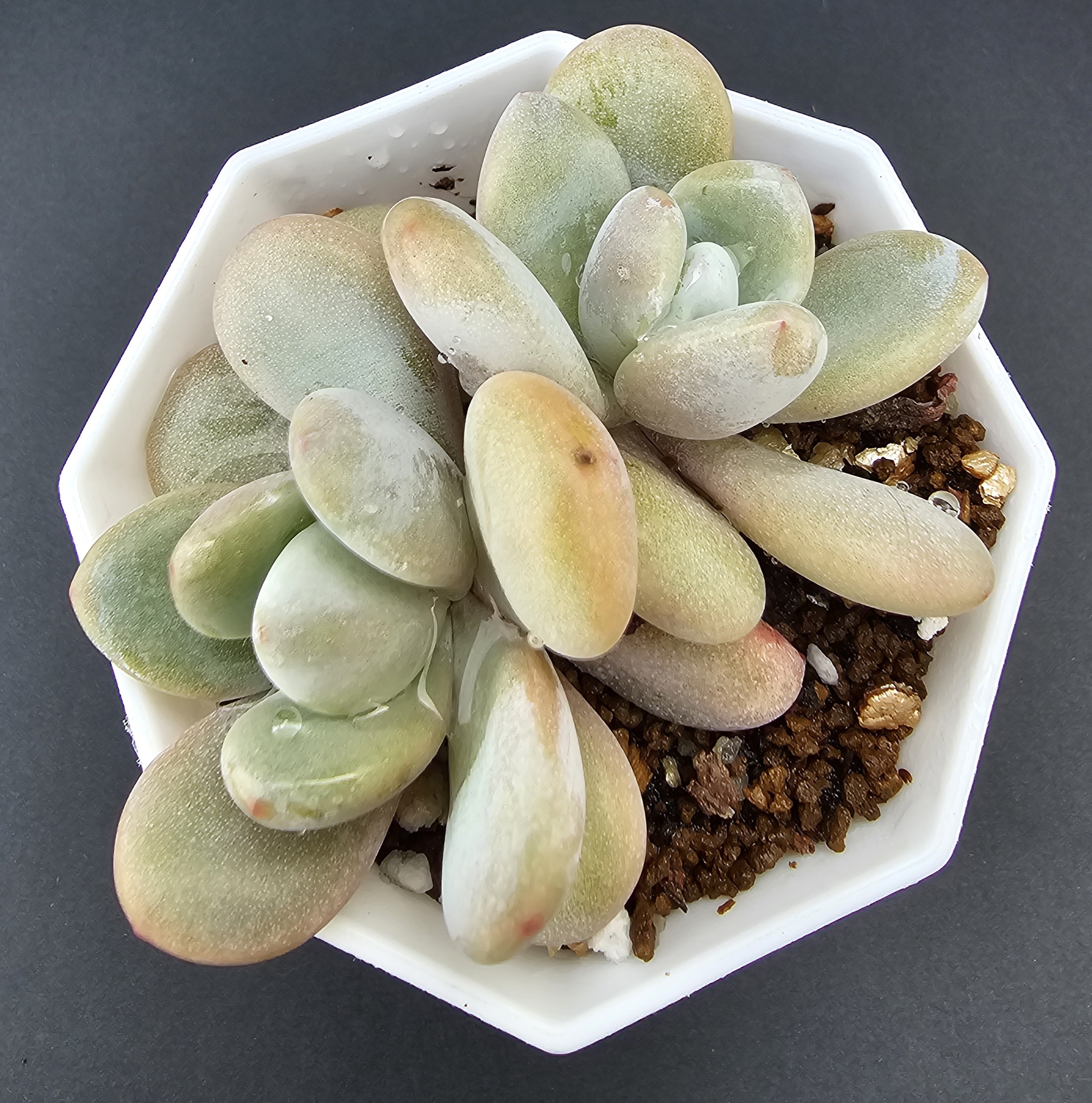 Echeveria 'Laon' pot 6.5cm – Image 2