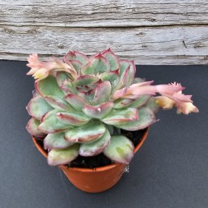 Echeveria pulidonis pot 5.5cm