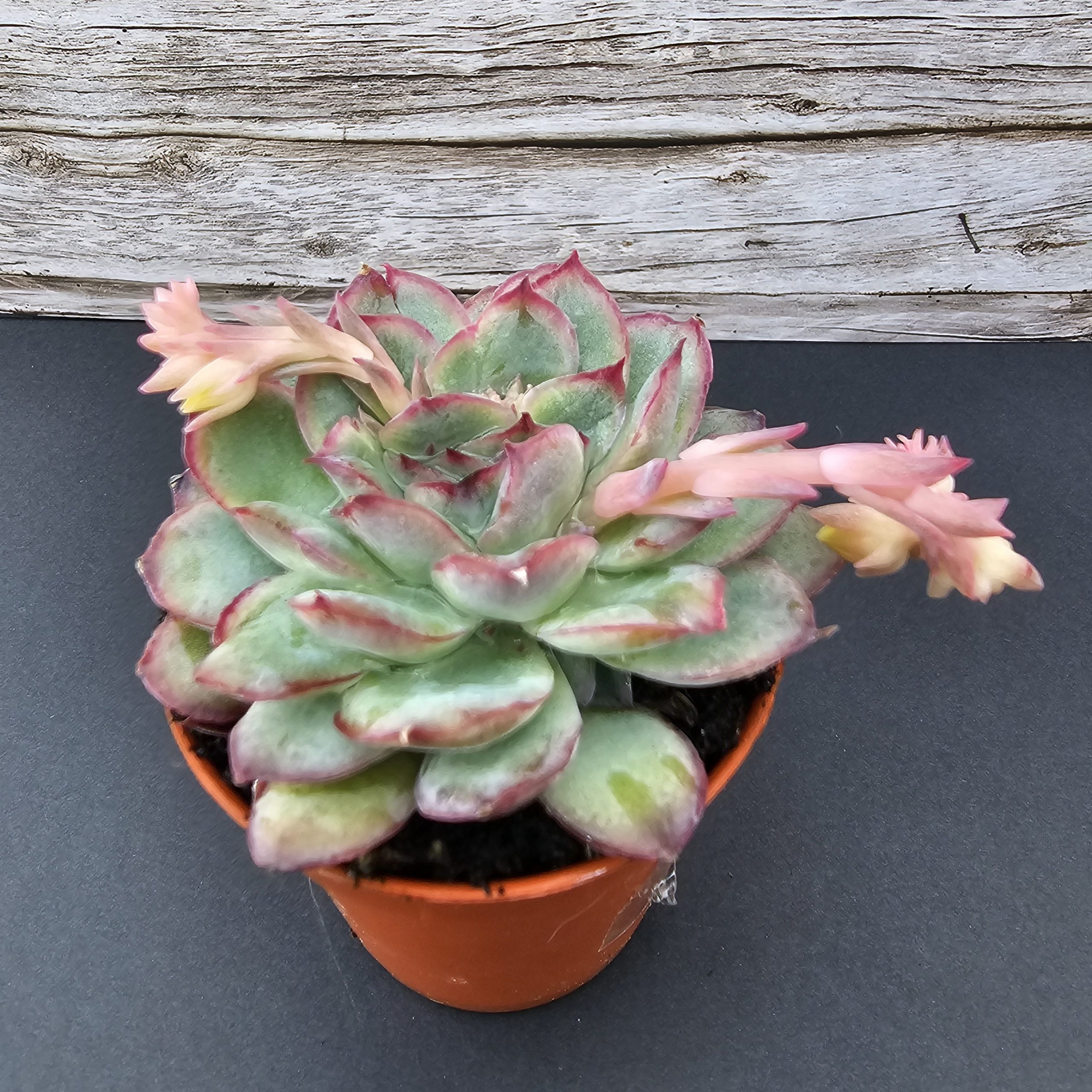 Echeveria pulidonis pot 5.5cm