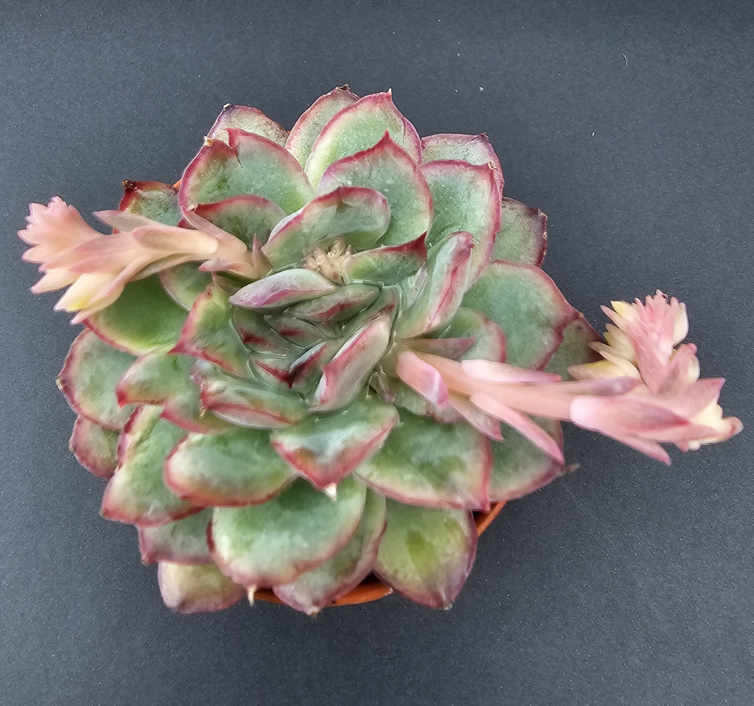 Echeveria pulidonis pot 5.5cm – Image 2
