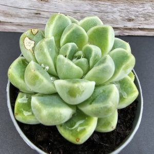 Echeveria albicans 'Dupla' pot 5.5cm