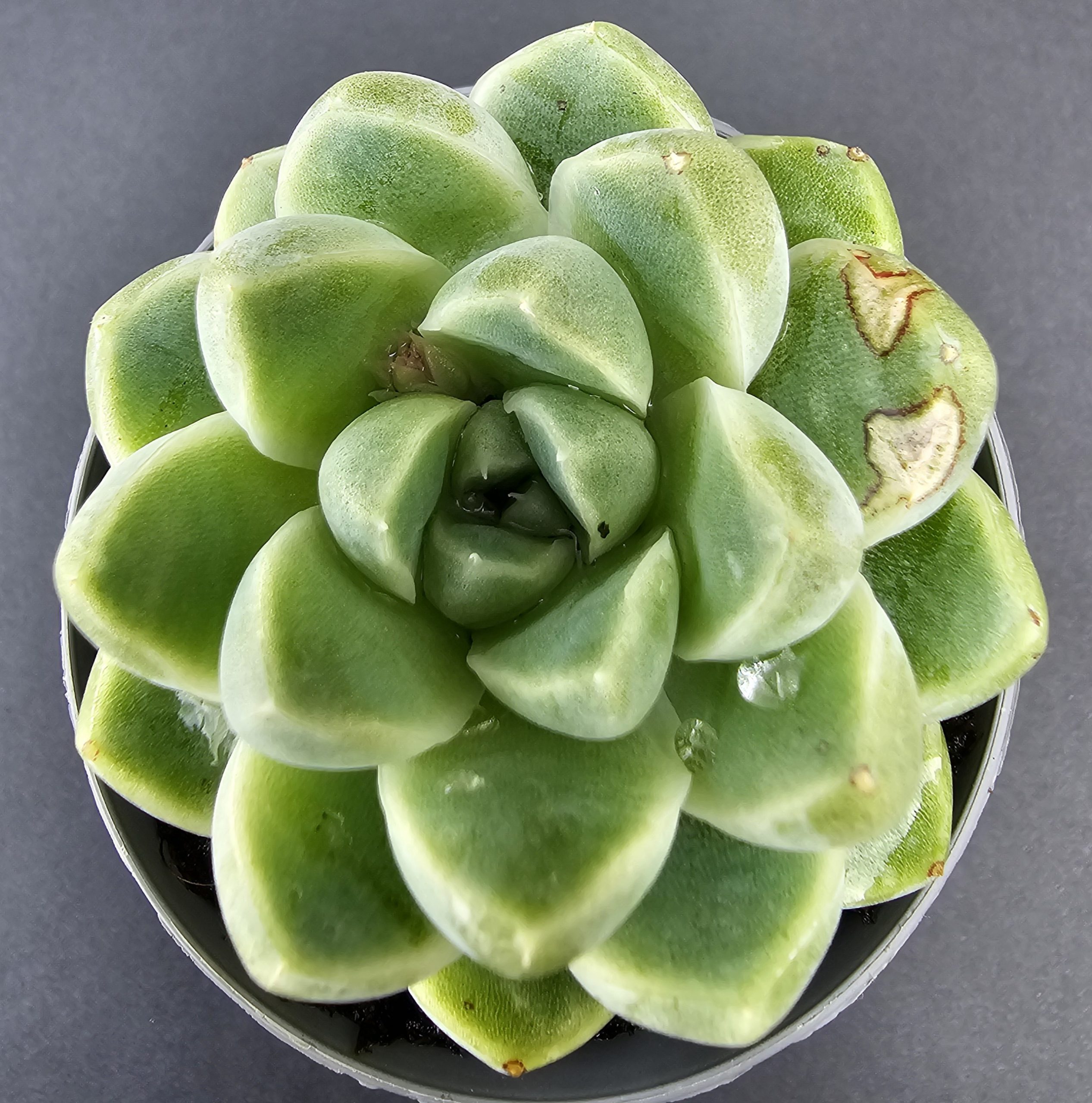 Echeveria albicans 'Dupla' pot 5.5cm – Image 2