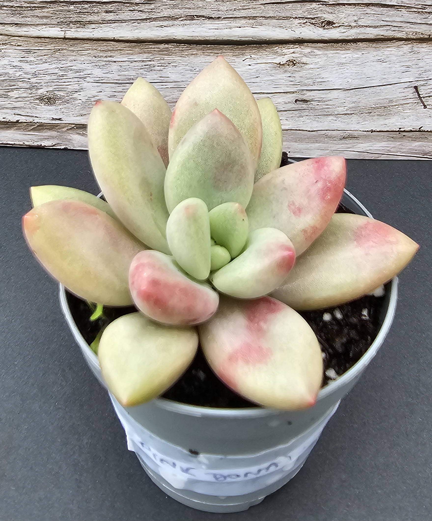 Echeveria 'Pink Donna' pot 11cm – Image 2