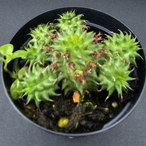 Euphorbia 'Suzanne' pot 5.5cm
