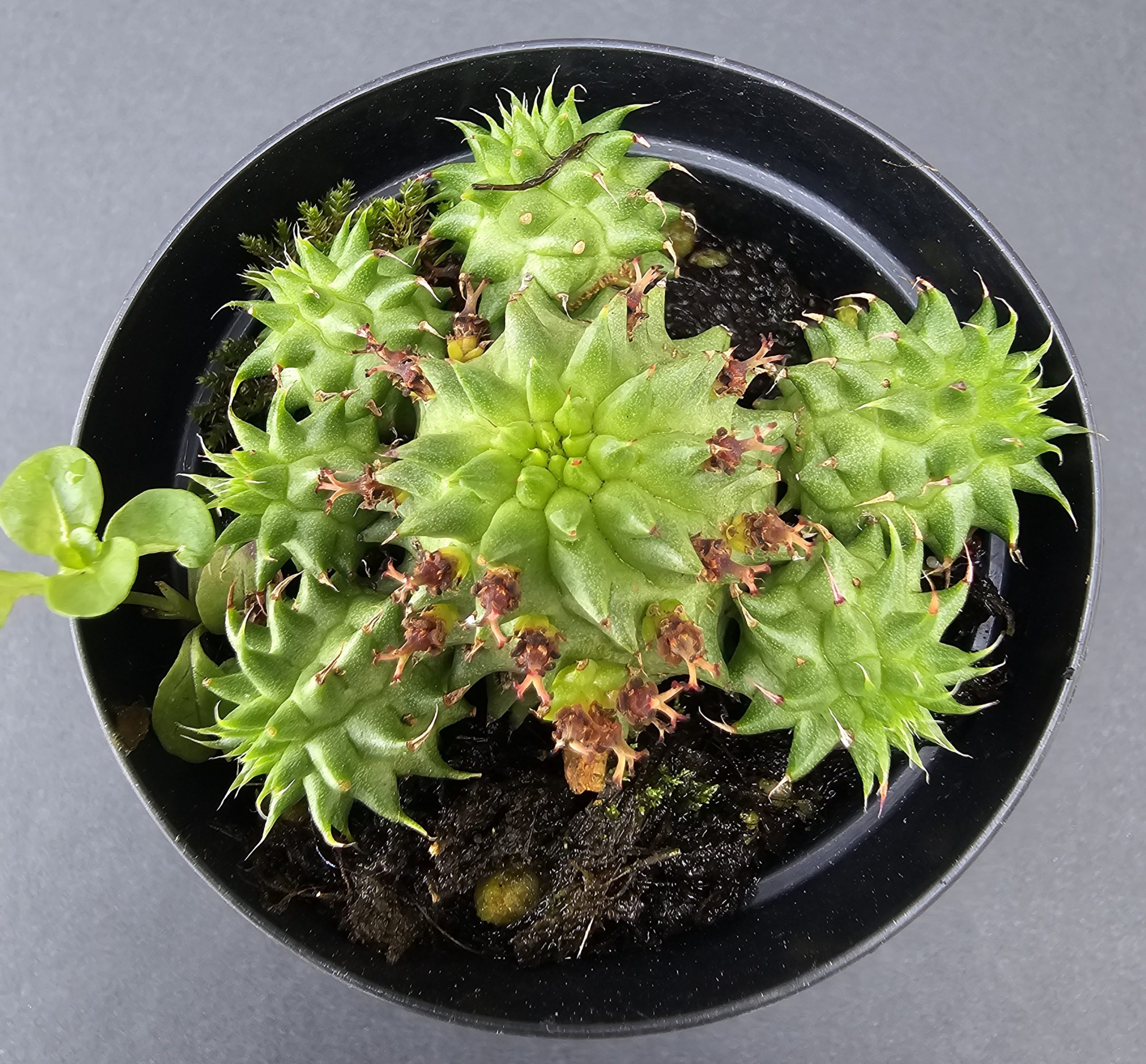 Euphorbia 'Suzanne' pot 5.5cm – Image 2