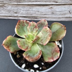 Echeveria 'Red Prince' pot 5.5cm