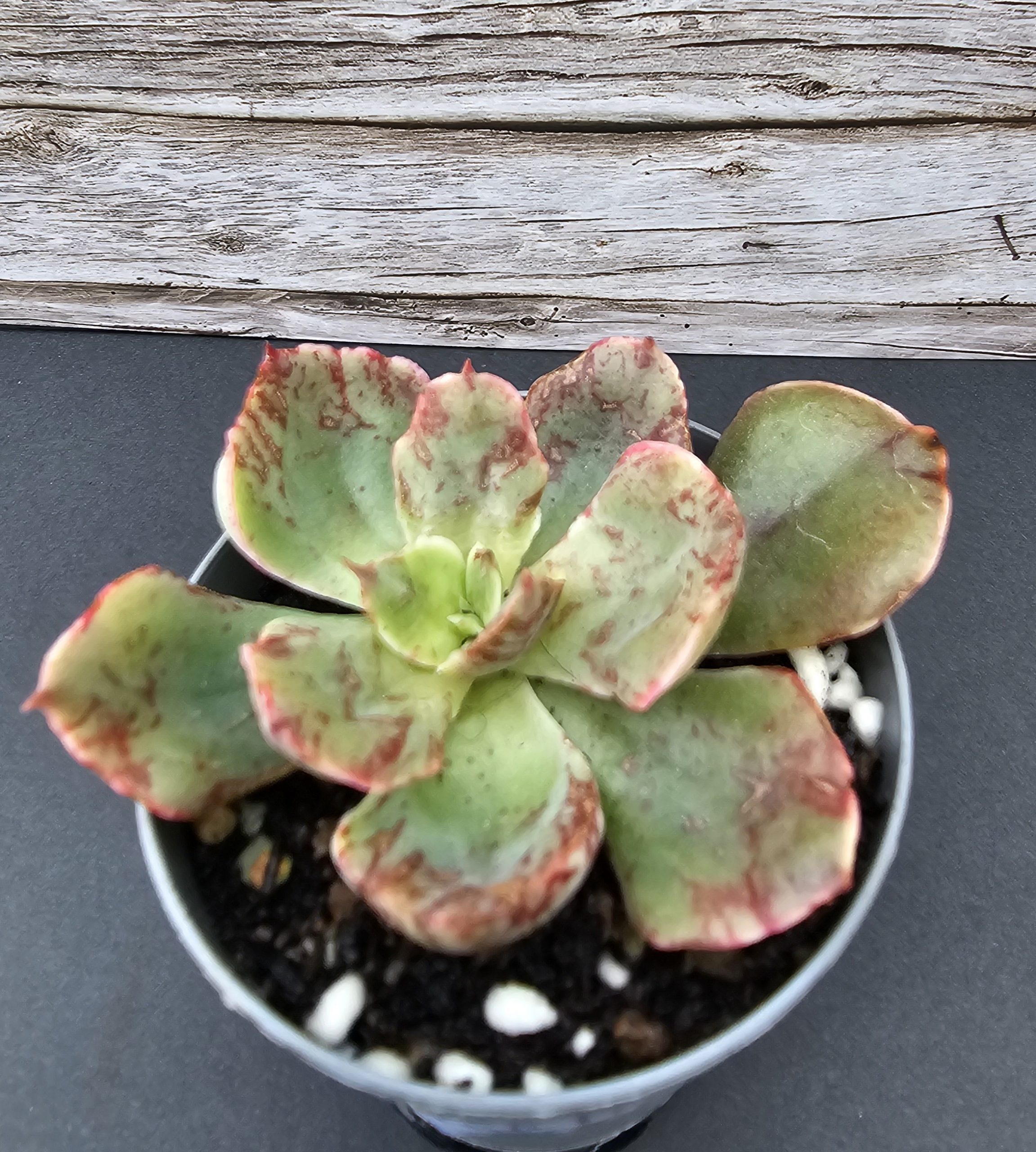 Echeveria 'Red Prince' pot 5.5cm