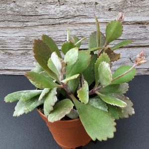 Kalanchoe pumila