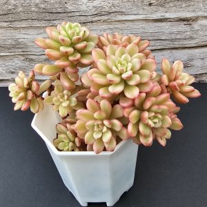 Sedum 'Joyce Tulloch Variegata' pot de 6.5cm