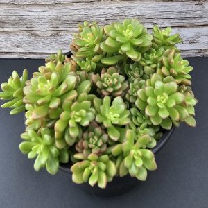Sedum 'Tulloch' pot 9cm