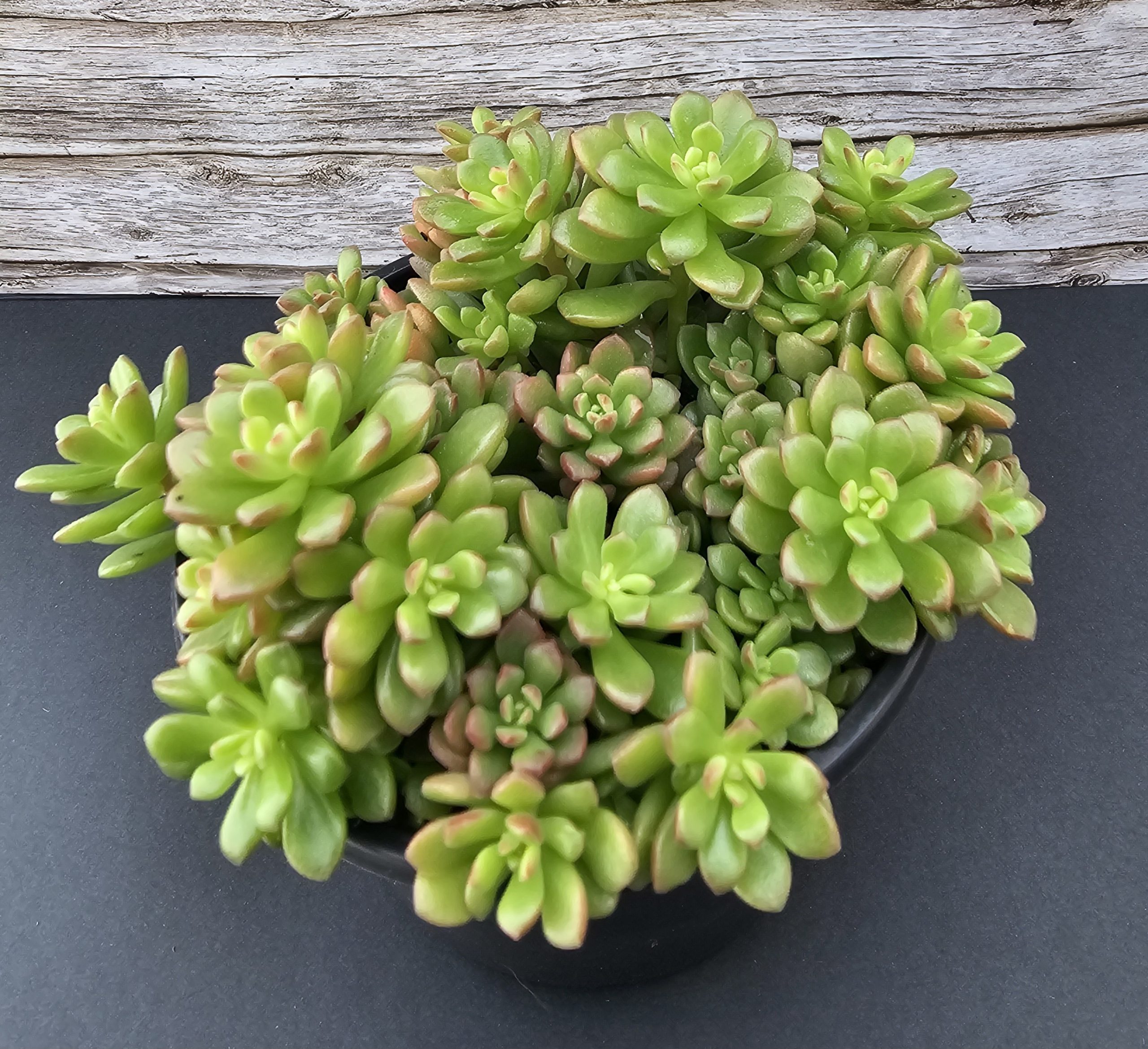 Sedum 'Tulloch' pot 9cm