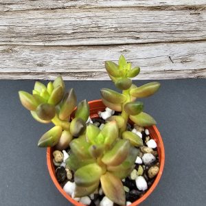 Sedeveria 'Jet Beads' pot 5.5cm