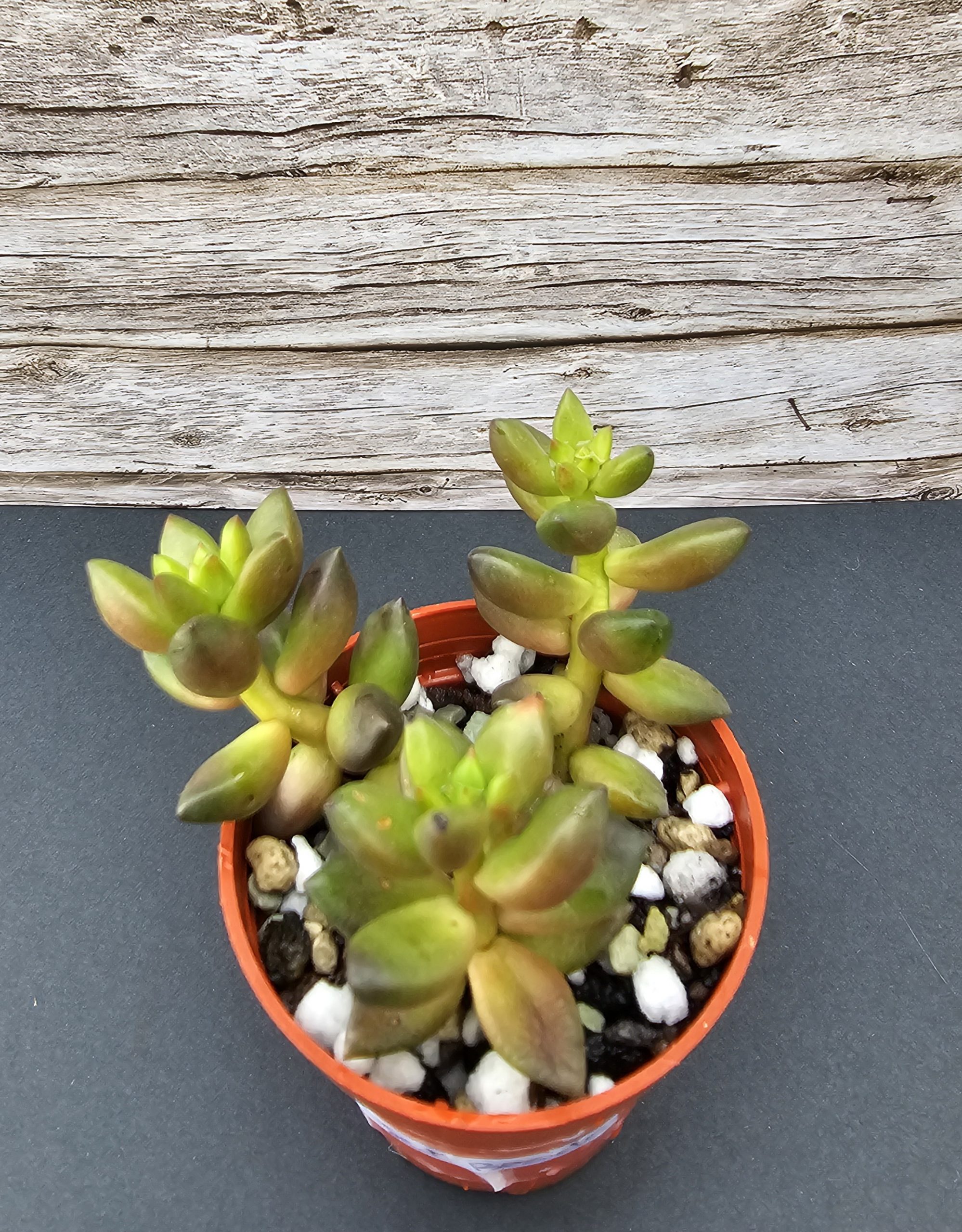 Sedeveria 'Jet Beads' pot 5.5cm
