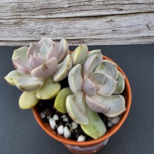 Echeveria 'Purple' pot 5.5cm