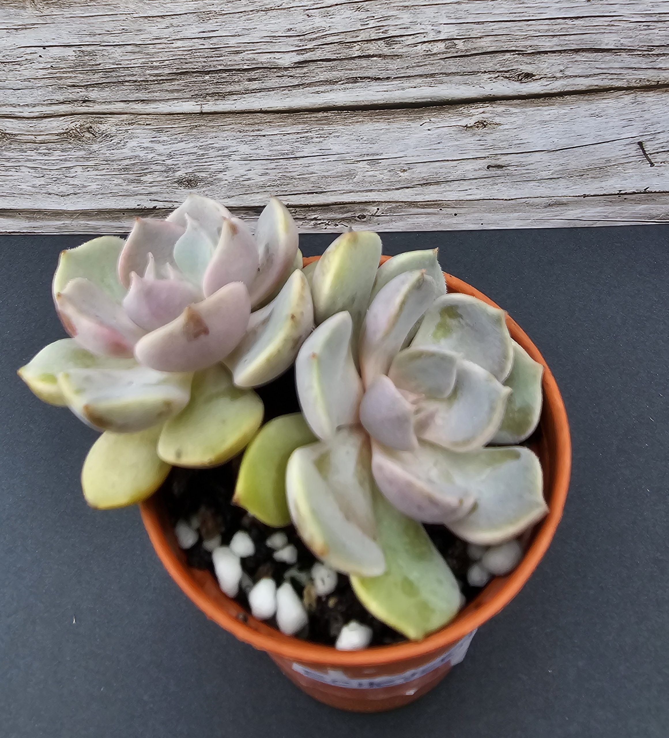 Echeveria 'Purple' pot 5.5cm