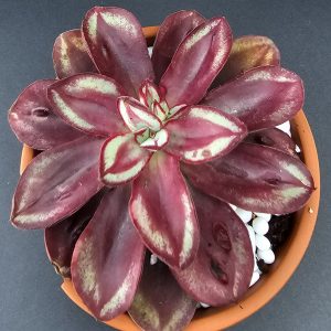 Echeveria nodulosa 'Painted Beauty' rosette 10cm