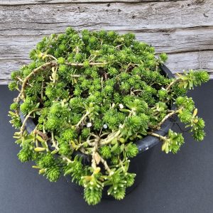 Sedum japonicum pot 11cm