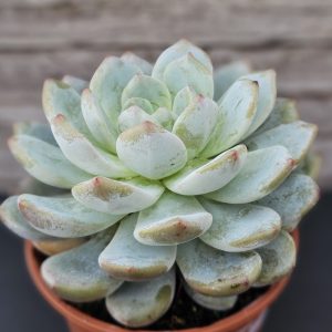 Echeveria 'Monroe' rosette 12cm
