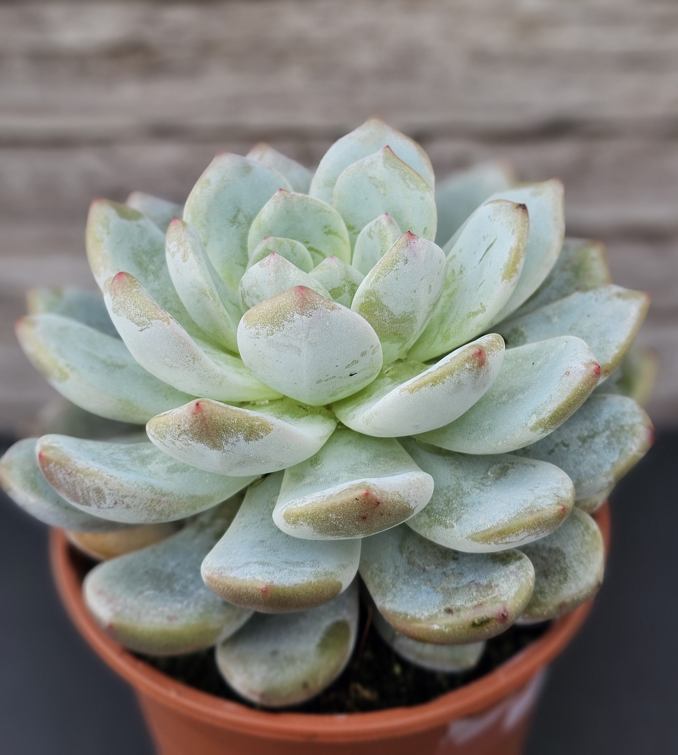 Echeveria 'Monroe' rosette 12cm