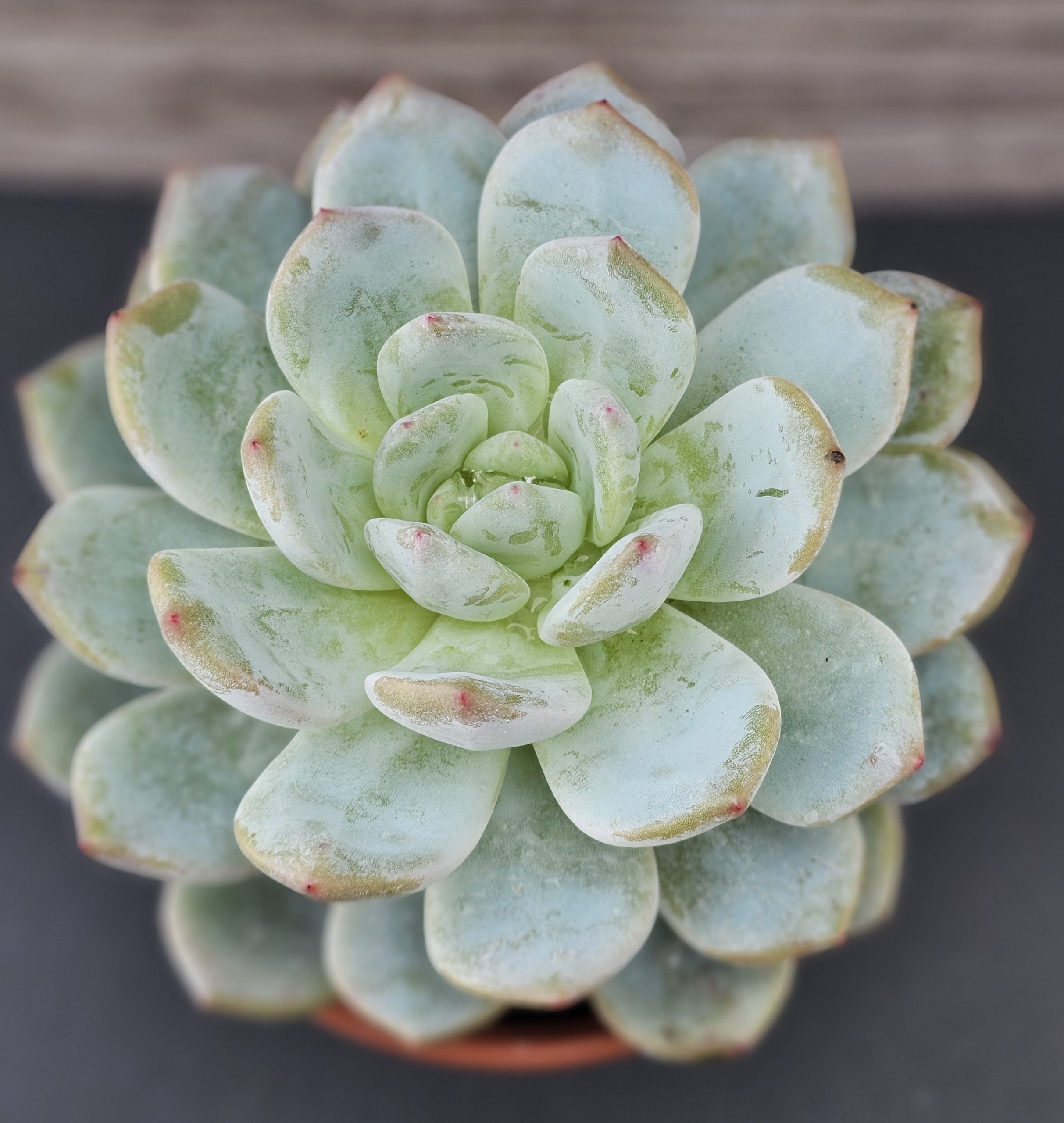 Echeveria 'Monroe' rosette 12cm – Image 2