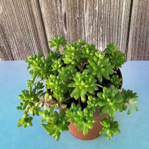 Sedum hirsutum subsp. allionii pot 5.5cm