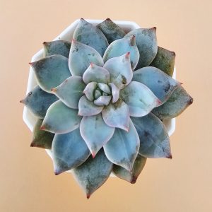 Echeveria 'Blue Bird' pot 5.5cm
