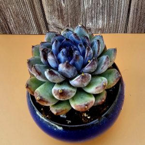 Echeveria 'Gemstone' rosette 6cm