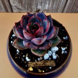 Echeveria 'Blue Berry' rosette 5,5cm