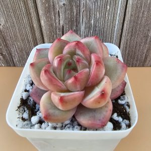 Echeveria 'Pink Champagne' rosette 6cm
