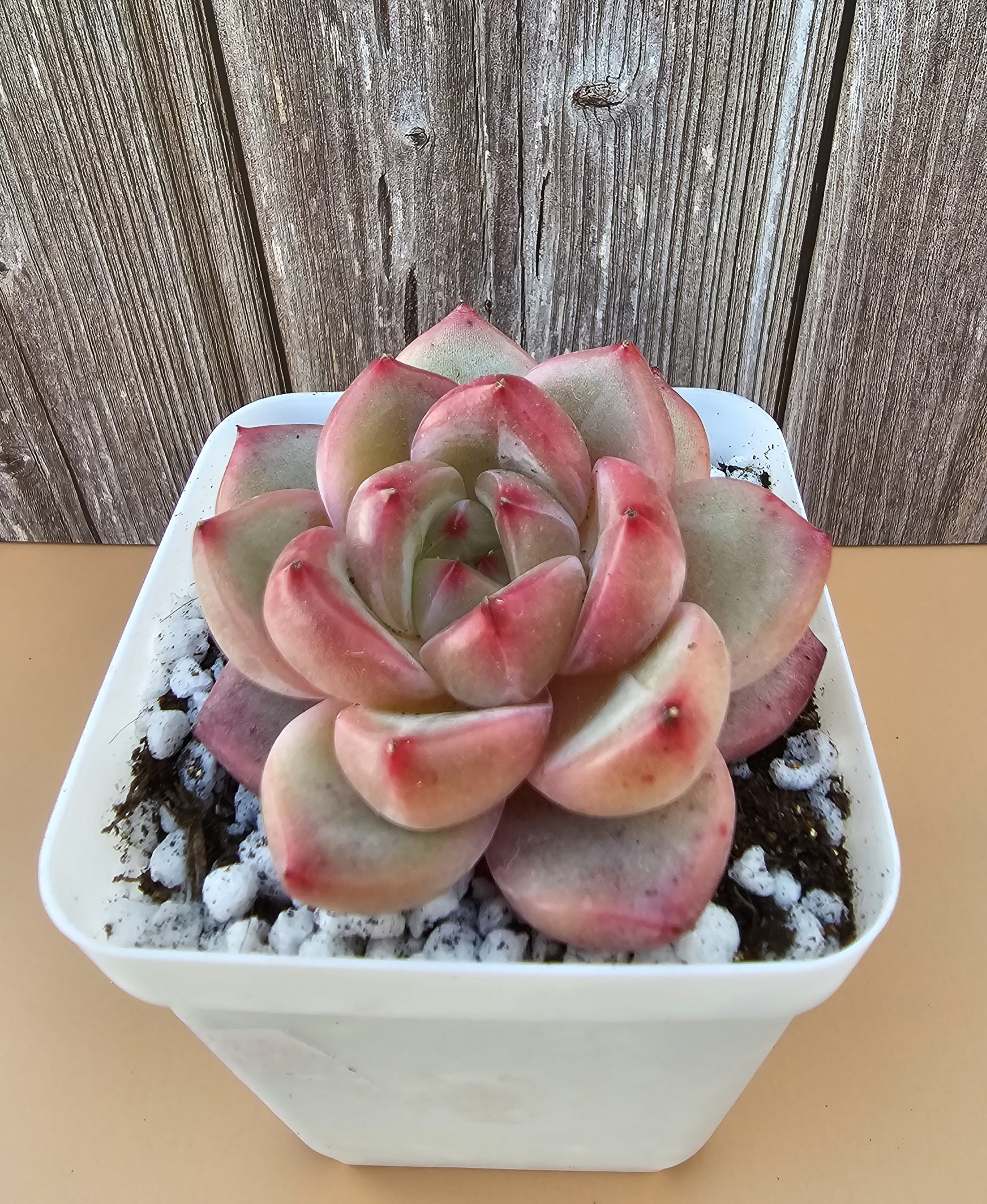 Echeveria 'Pink Champagne' rosette 6cm
