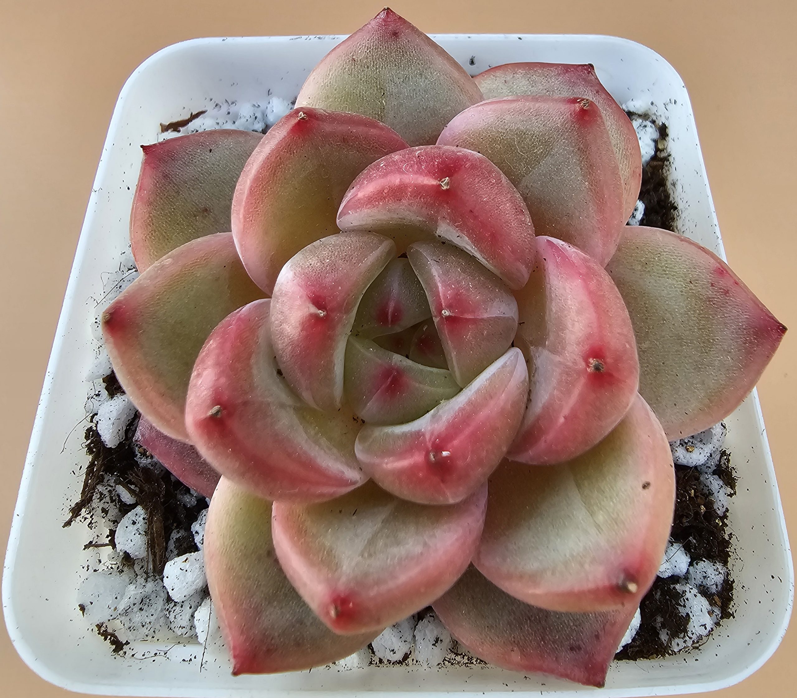 Echeveria 'Pink Champagne' rosette 6cm – Image 2