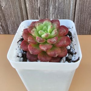 Echeveria 'Carol' rosette 5.5cm