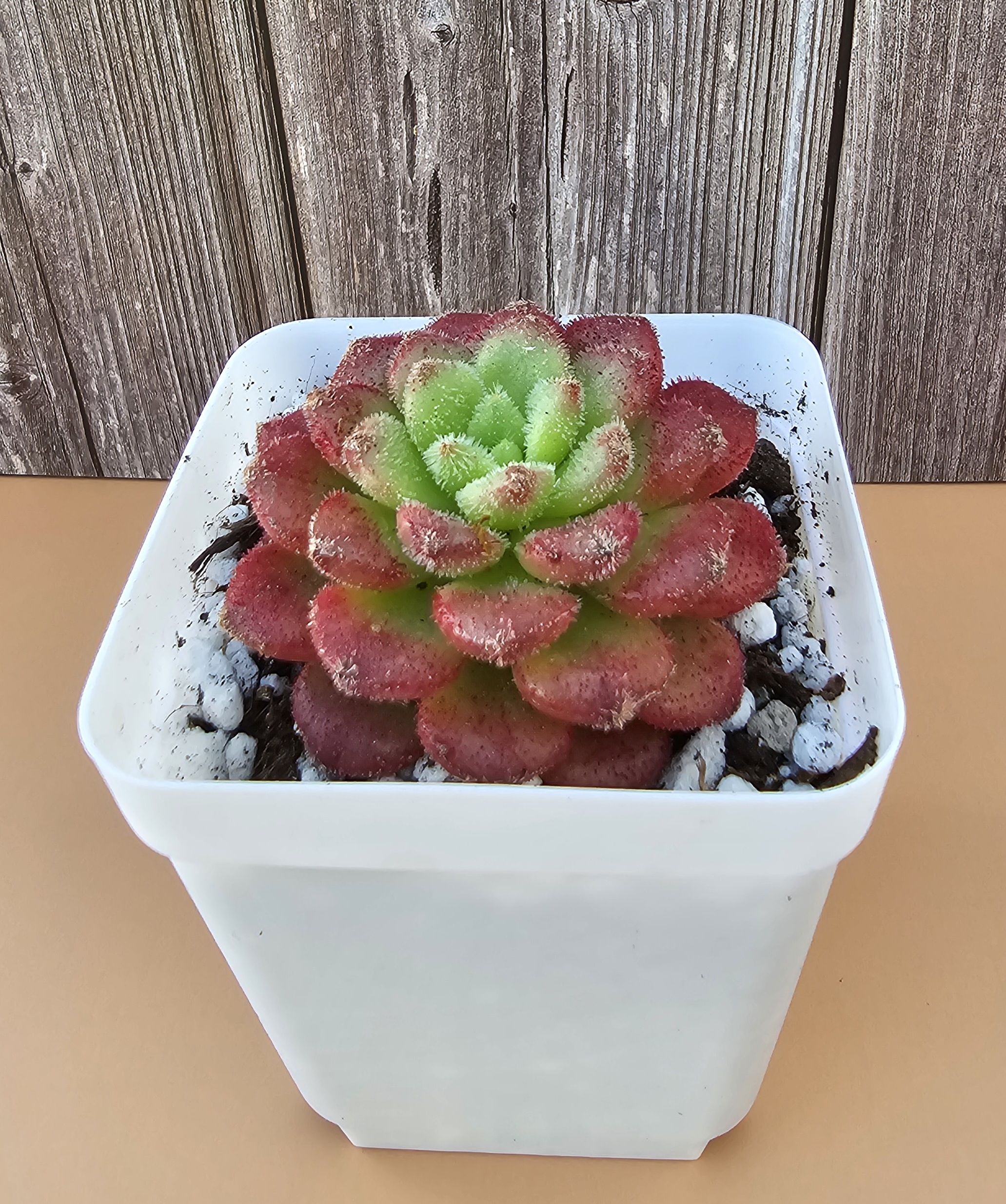 Echeveria 'Carol' rosette 5.5cm