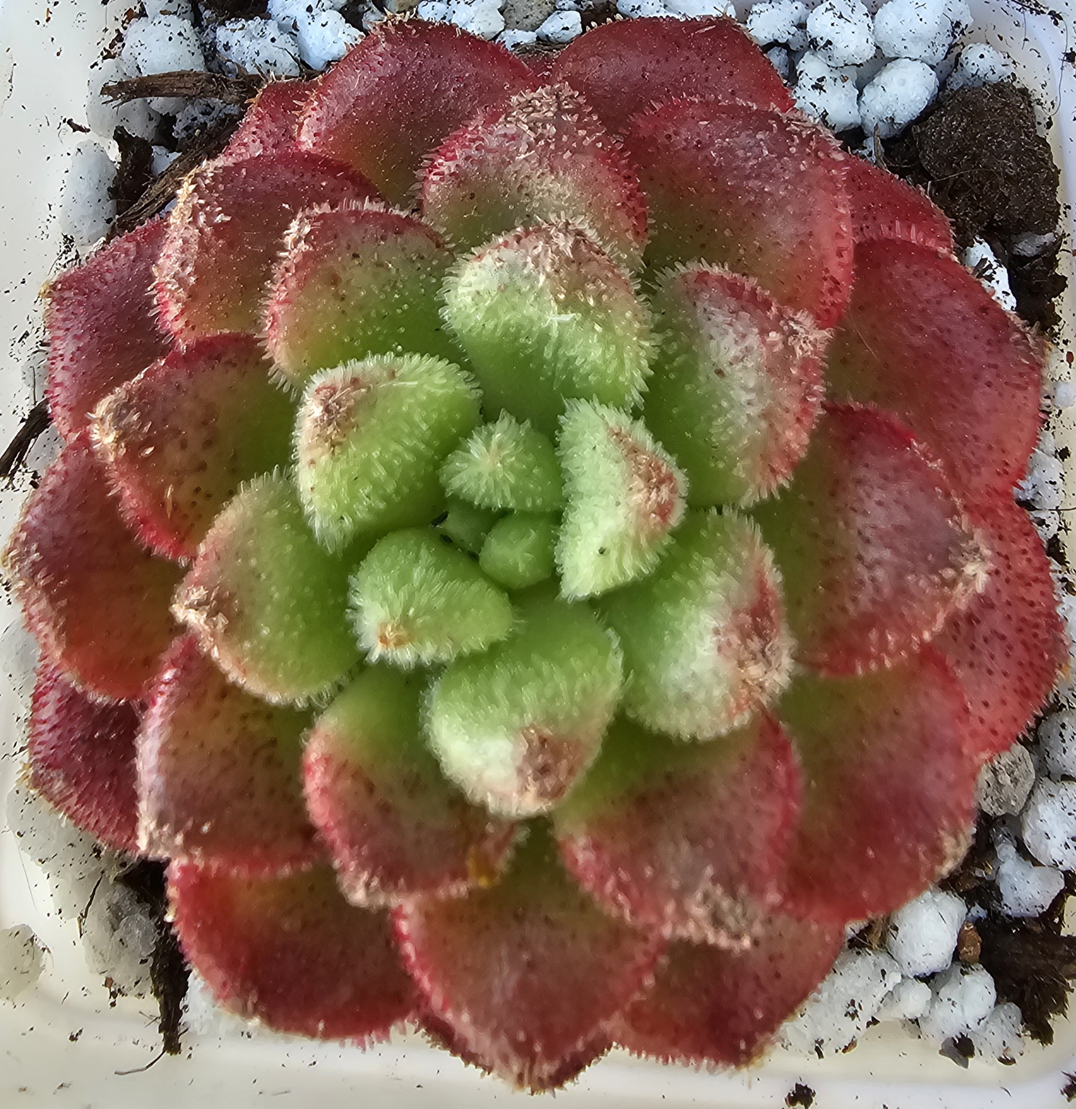 Echeveria 'Carol' rosette 5.5cm – Image 2