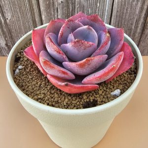Echeveria 'Dusty Rose' rosette 7.5cm