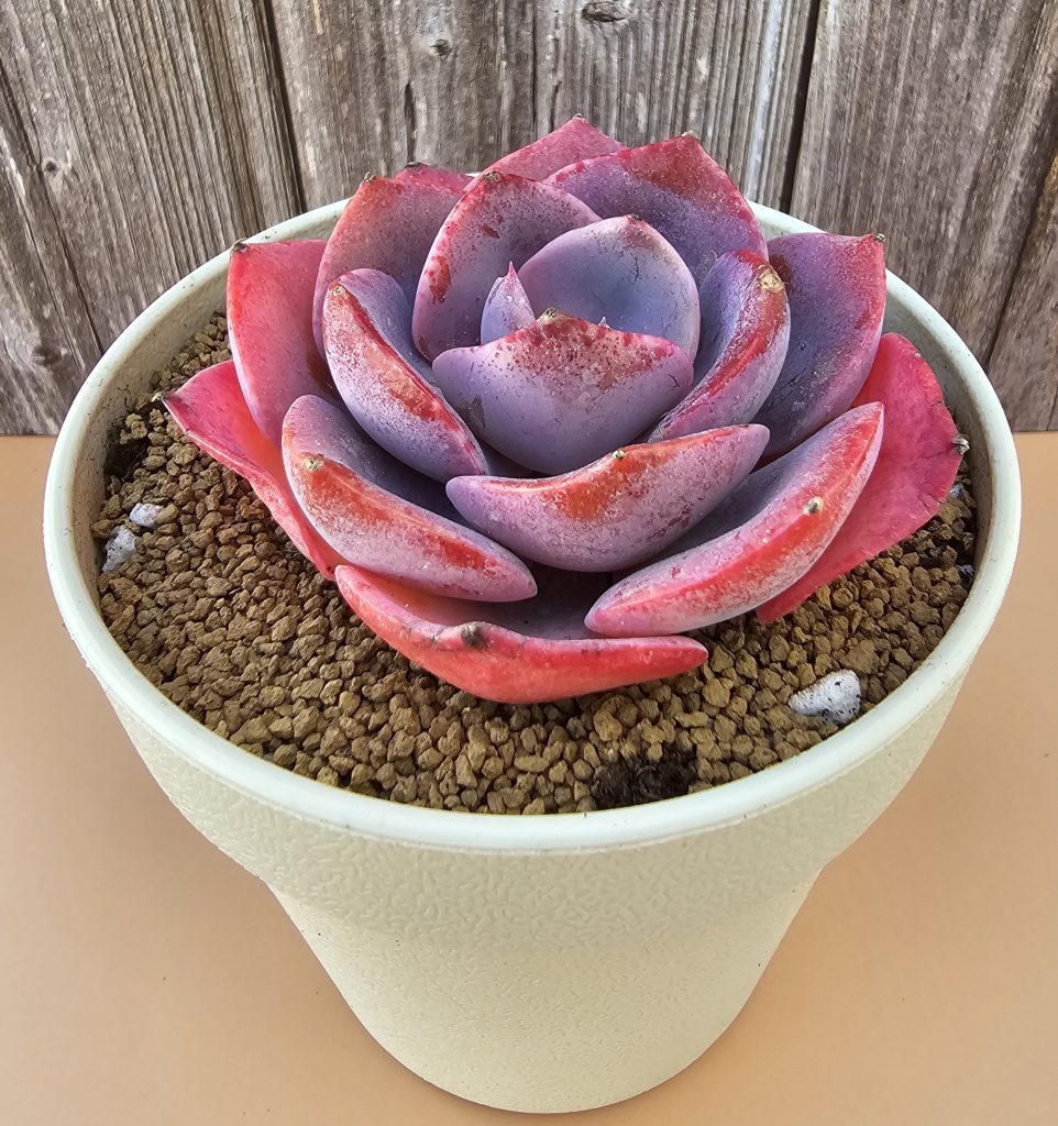 Echeveria 'Dusty Rose' rosette 7.5cm
