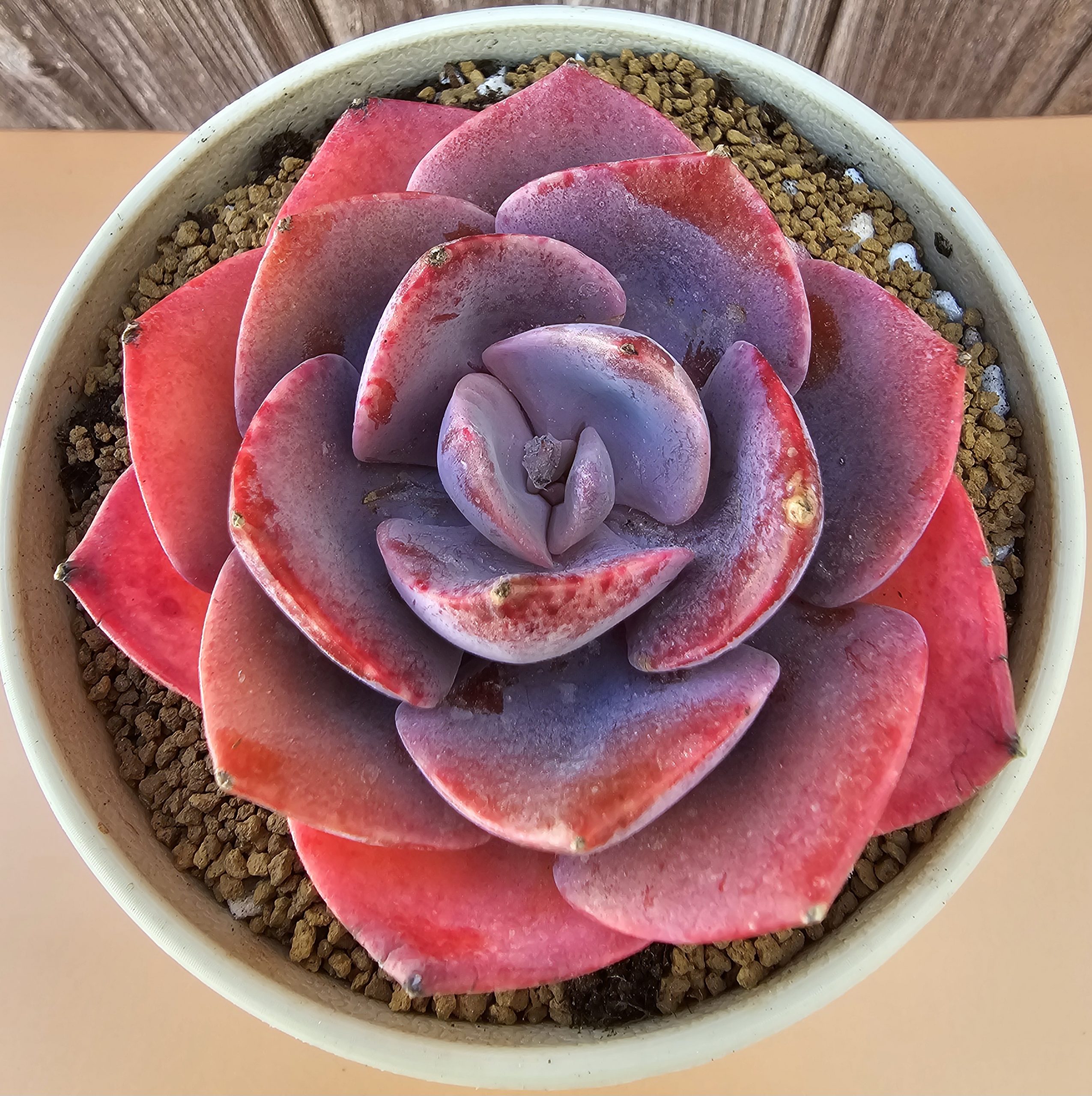 Echeveria 'Dusty Rose' rosette 7.5cm – Image 2