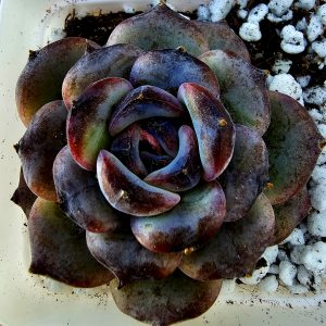 Echeveria 'Dark Opal' rosette 6cm