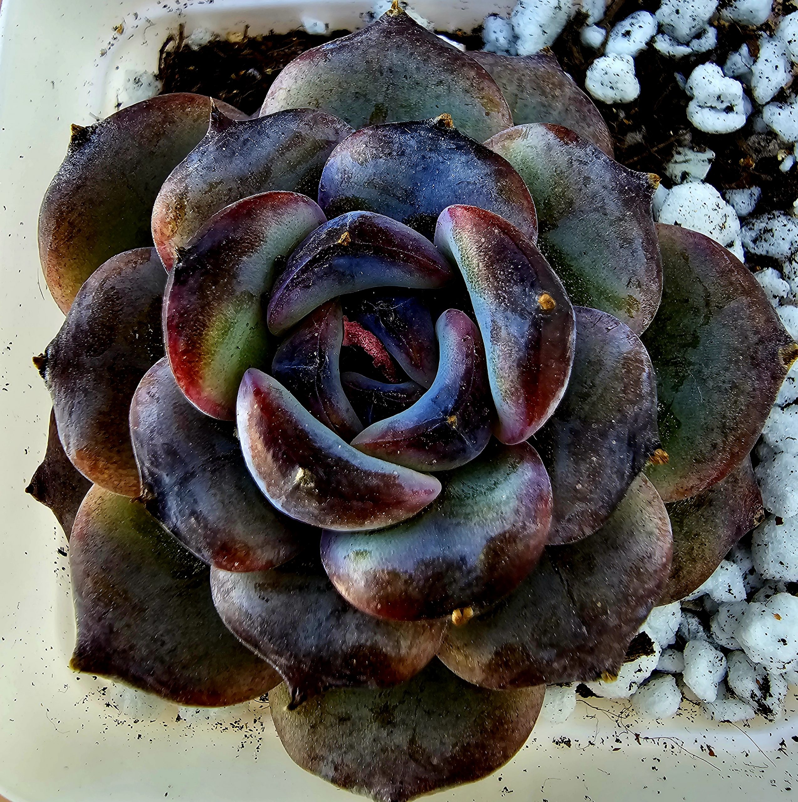 Echeveria 'Dark Opal' rosette 6cm