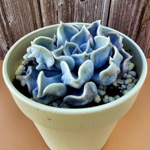 Echeveria 'Thriller Pearl' rosette 8cm