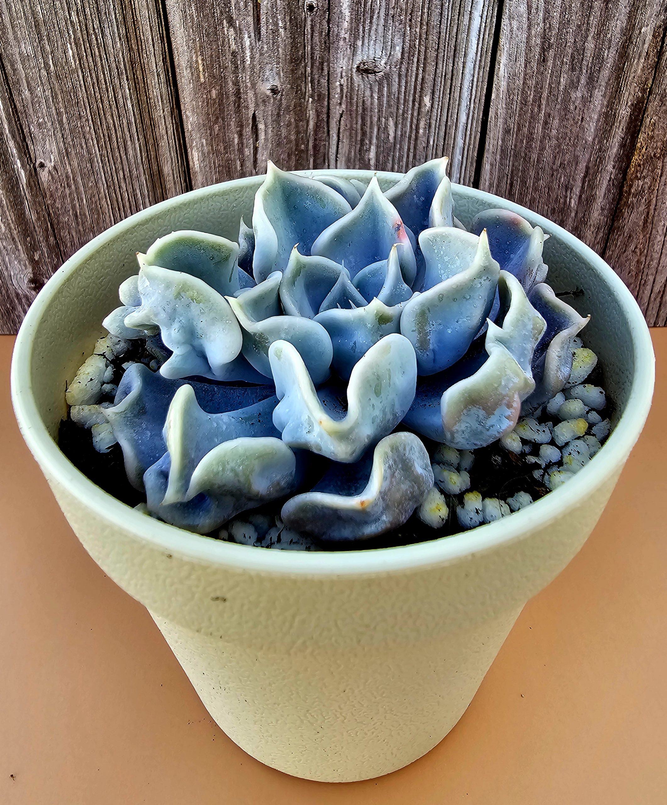 Echeveria 'Thriller Pearl' rosette 8cm
