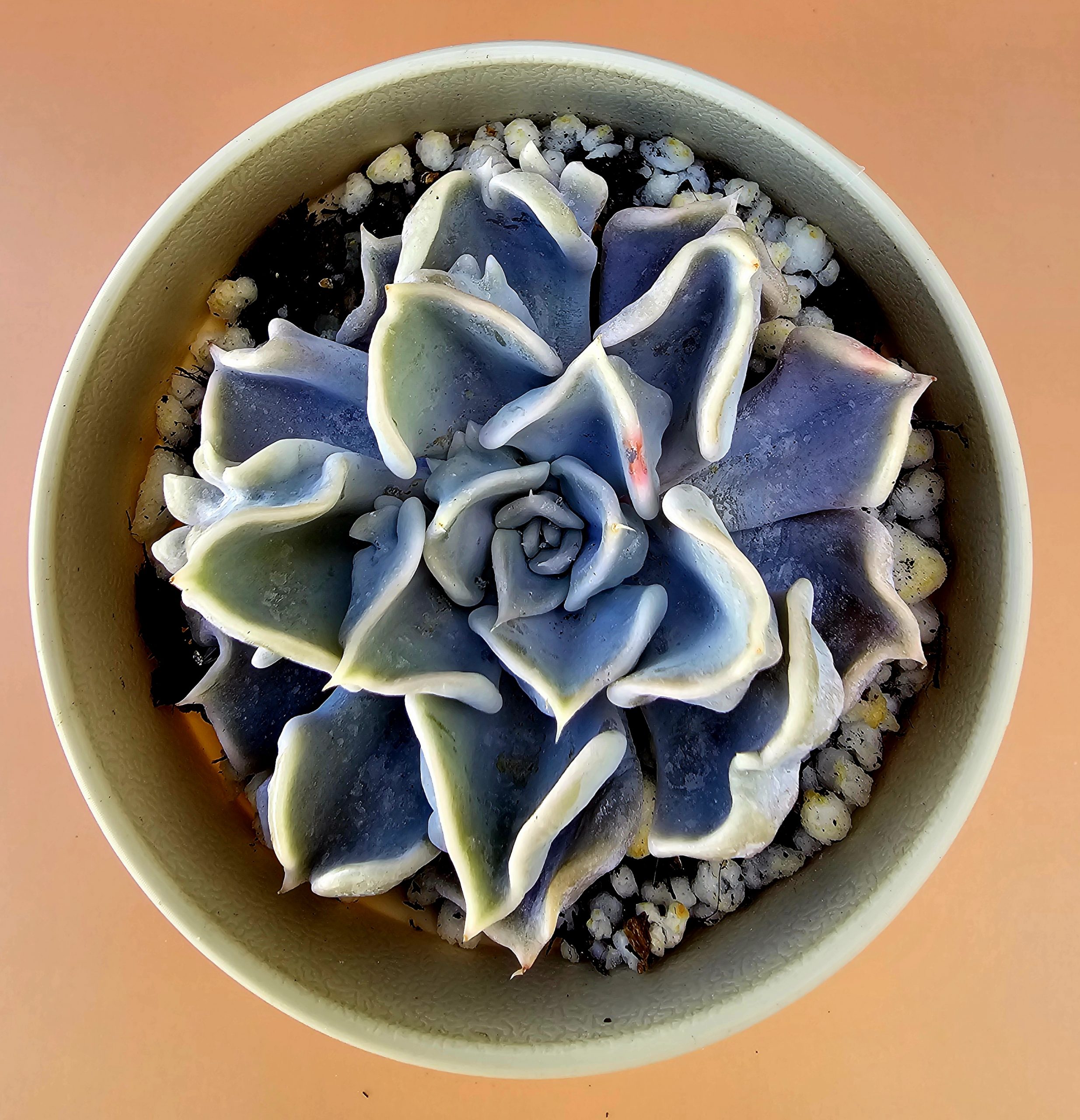 Echeveria 'Thriller Pearl' rosette 8cm – Image 2